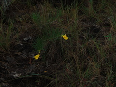 Allamanda angustifolia