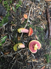 Chalciporus rubinellus