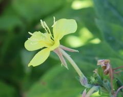 Oenothera pycnocarpa