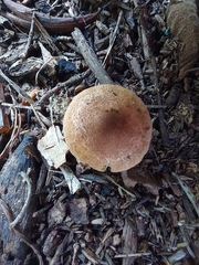 Leucopaxillus gentianeus