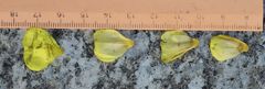 Oenothera pycnocarpa