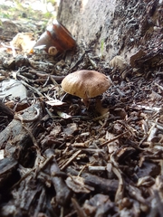 Leucopaxillus gentianeus