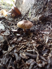 Leucopaxillus gentianeus
