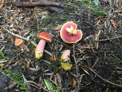 Chalciporus rubinellus