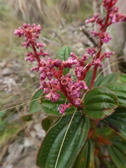Miconia ciliata
