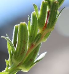 Oenothera pycnocarpa