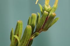 Oenothera pycnocarpa