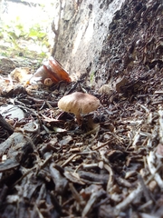 Leucopaxillus gentianeus