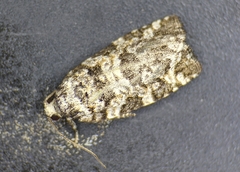 Archips packardiana