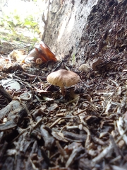 Leucopaxillus gentianeus