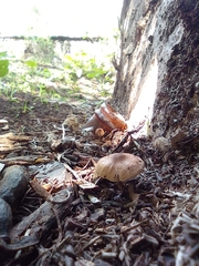 Leucopaxillus gentianeus