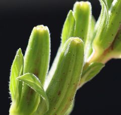 Oenothera pycnocarpa