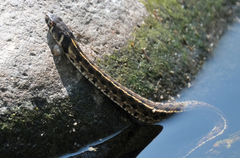 Thamnophis marcianus