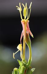 Oenothera pycnocarpa