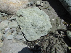 Platorchestia platensis