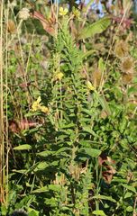 Oenothera pycnocarpa