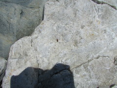 Platorchestia platensis