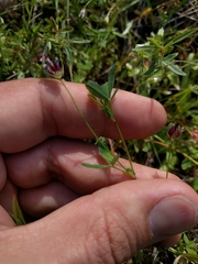 Trifolium oliganthum
