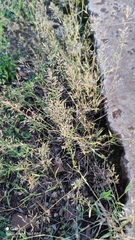 Eragrostis minor