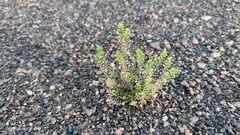 Lepidium densiflorum