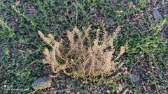 Lepidium densiflorum