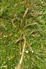 Microseris scapigera