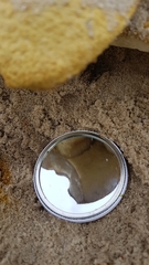 Gyroporus robinsonii