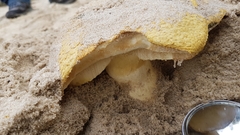 Gyroporus robinsonii