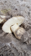 Gyroporus robinsonii