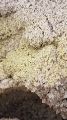 Gyroporus robinsonii