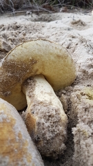 Gyroporus robinsonii