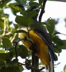 Trogon citreolus