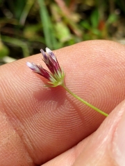 Trifolium oliganthum