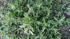 Atriplex tatarica