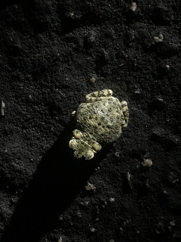 iNaturalist observation photo of Red-spotted Toad