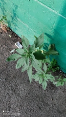 Amaranthus retroflexus