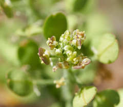 Lepidium lasiocarpum