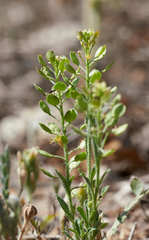 Lepidium lasiocarpum