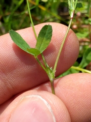 Trifolium oliganthum