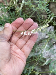 Vicia pulchella