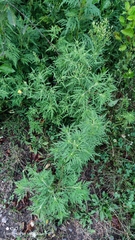 Ambrosia artemisiifolia