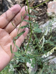 Vicia pulchella
