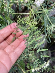 Vicia pulchella