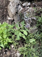 Vicia pulchella