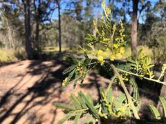 Acacia loroloba