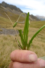 Microseris scapigera