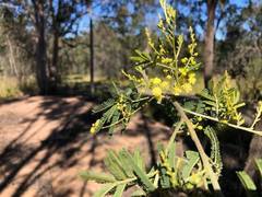 Acacia loroloba