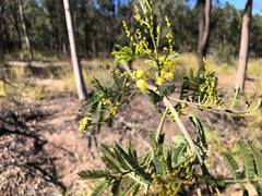 Acacia loroloba