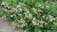 Saponaria officinalis