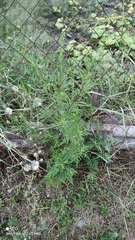 Ambrosia artemisiifolia